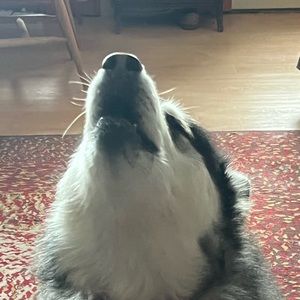 Meet your Posher, Adam